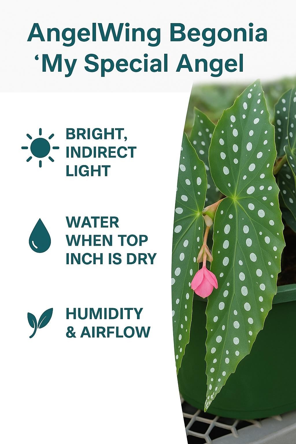 Angel Wing Begonia My Special Angel Rooted Starter Plant