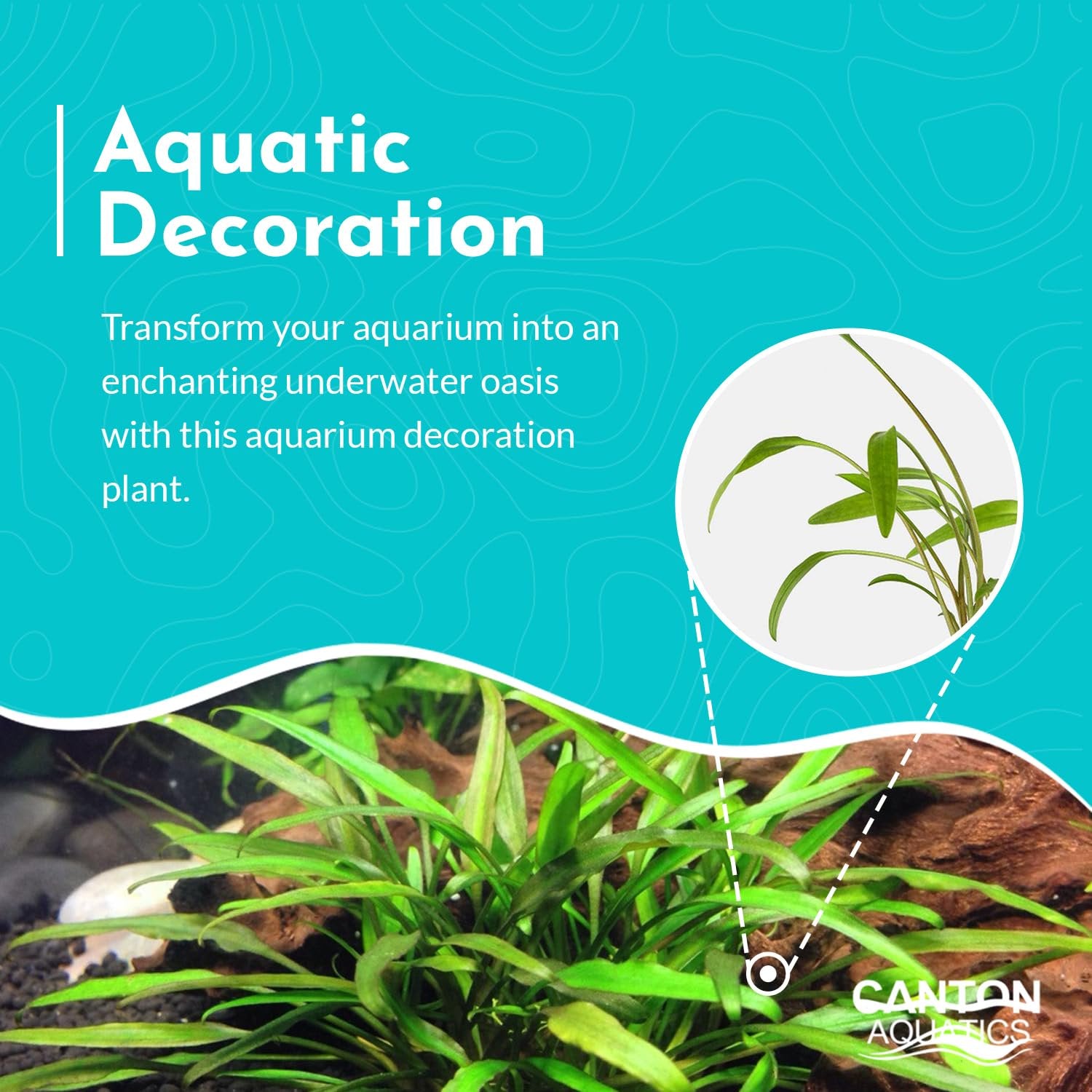 Cryptocoryne Crypt Lucens