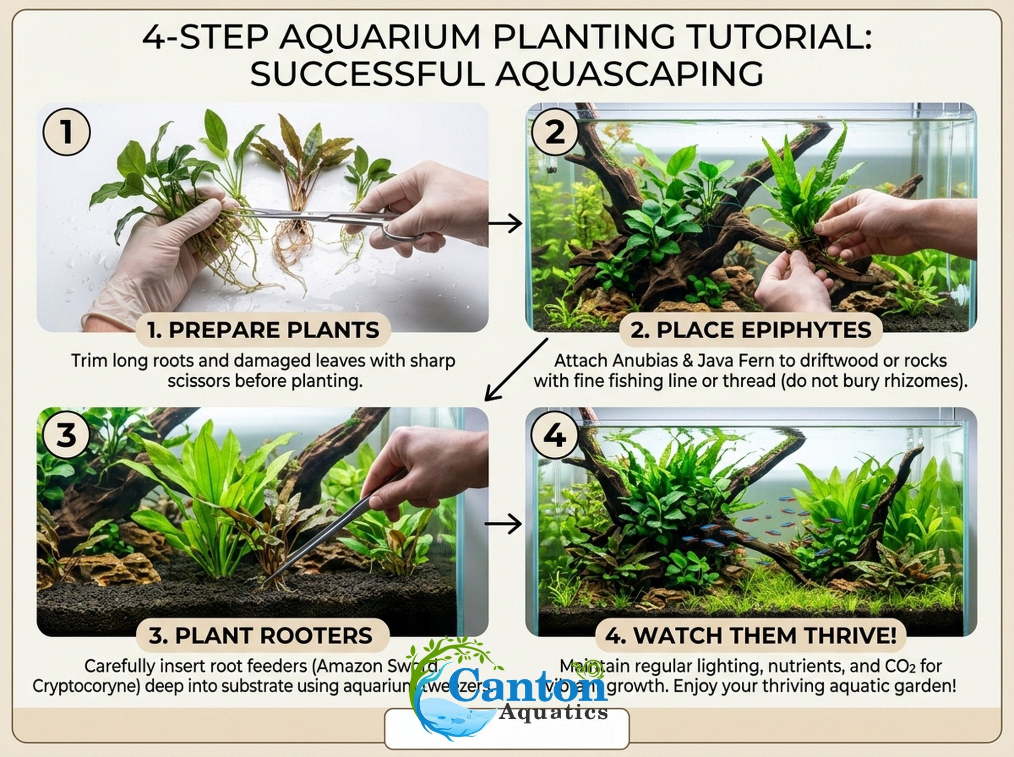 Live Aquarium Plants Essential Bundle - 4 Plants