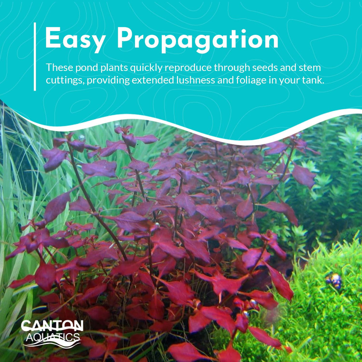 Ludwigia Repens Super Red Mini