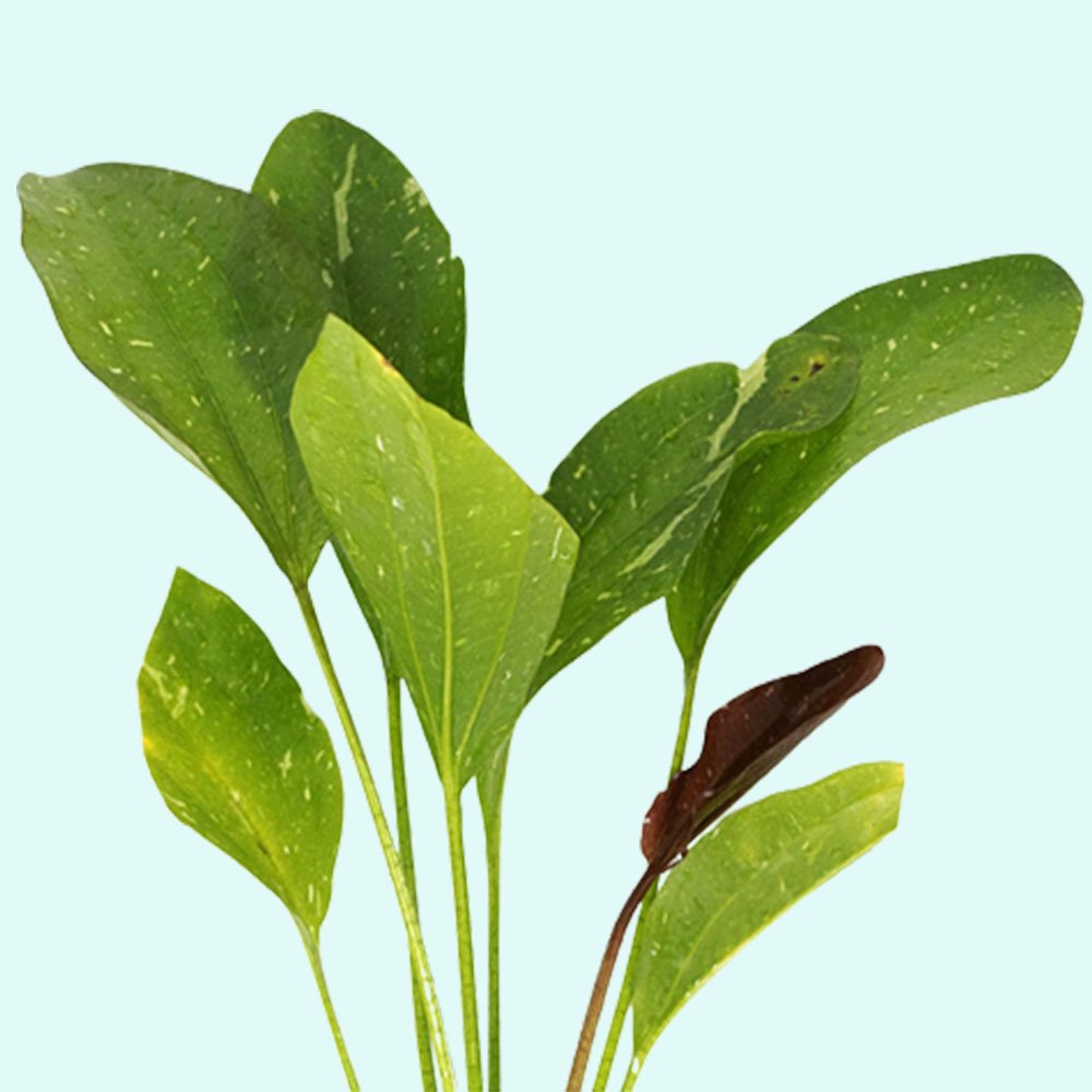 Rose Sparkle Sword (Echinodorus Sparkle)