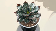 Angel Wing Begonia Fannie Moser