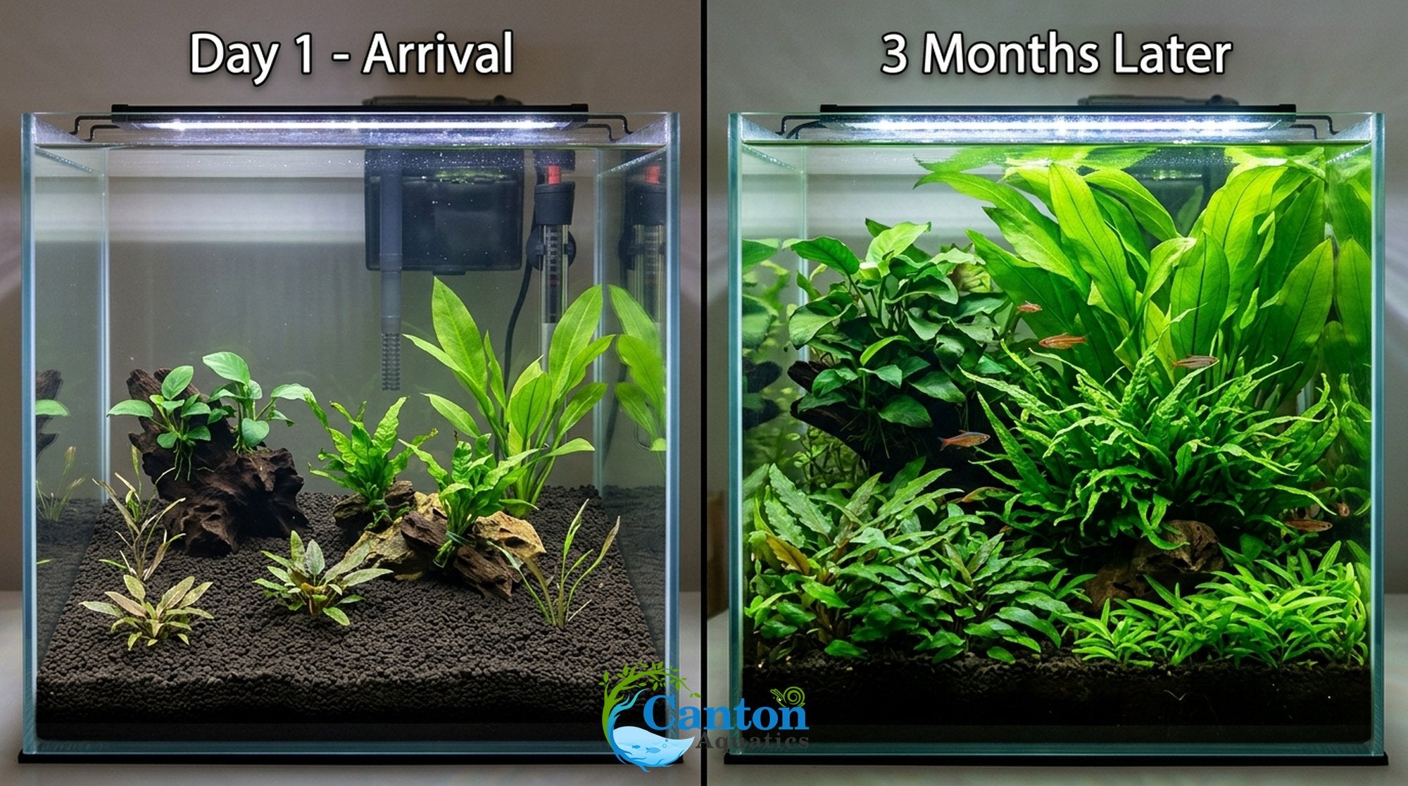 Live Aquarium Plants Essential Bundle - 4 Plants