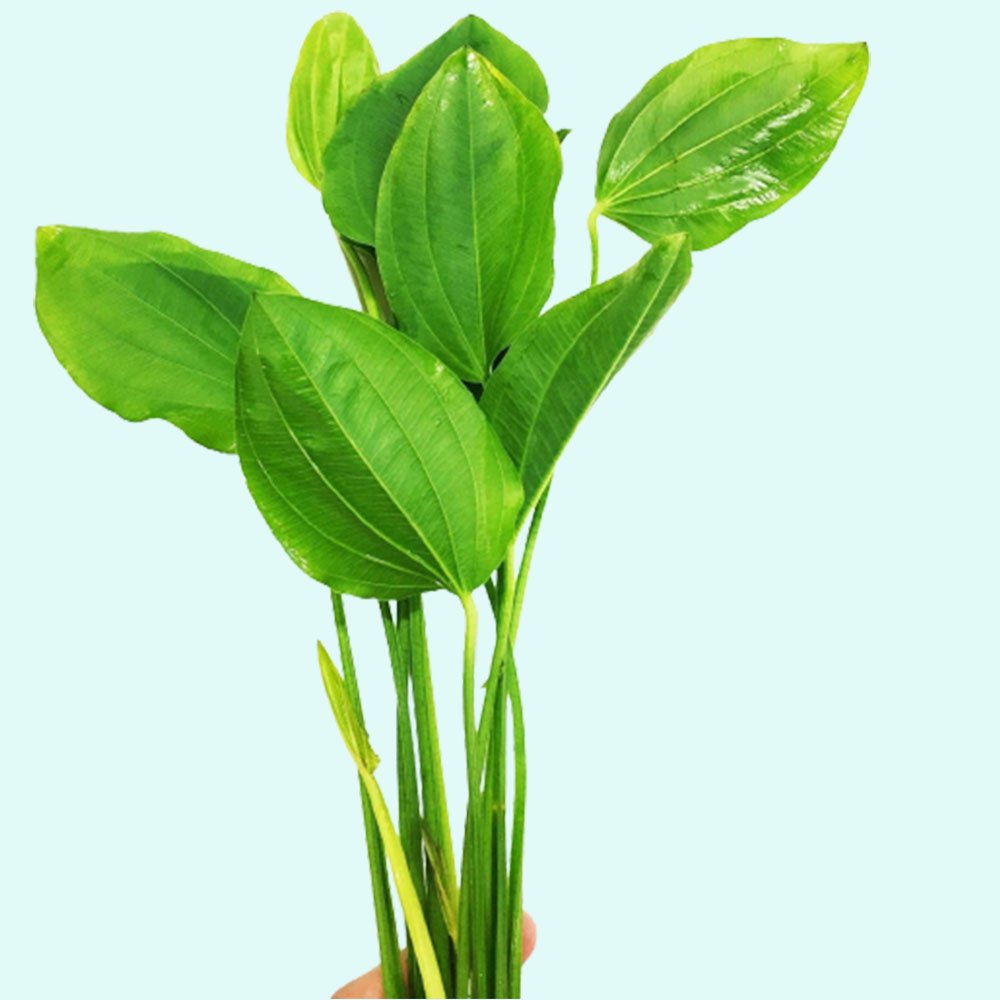 Amazon Sword Grandifolius Rangeri