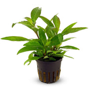 Hygro Blue Hygrophila Salcifolia