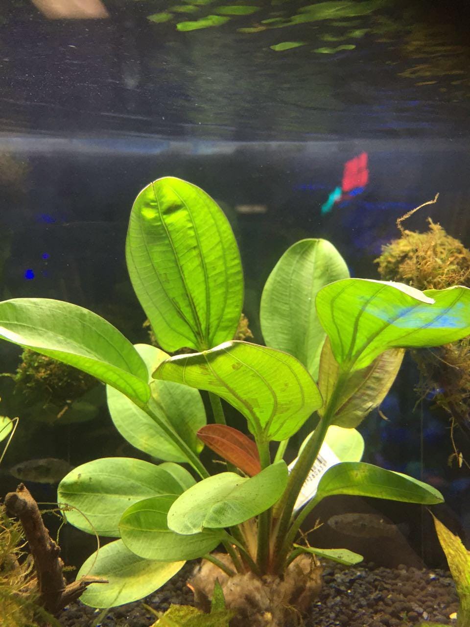 CANTON AQUATICS Live Aquarium Amazon Sword Echinodorus Red Pearl Plant - Natural Cleaning Filter for Water - Long Lasting & Easy to Maintain Aquatic Plants - Suitable for Winter & Summer - 2" Pot