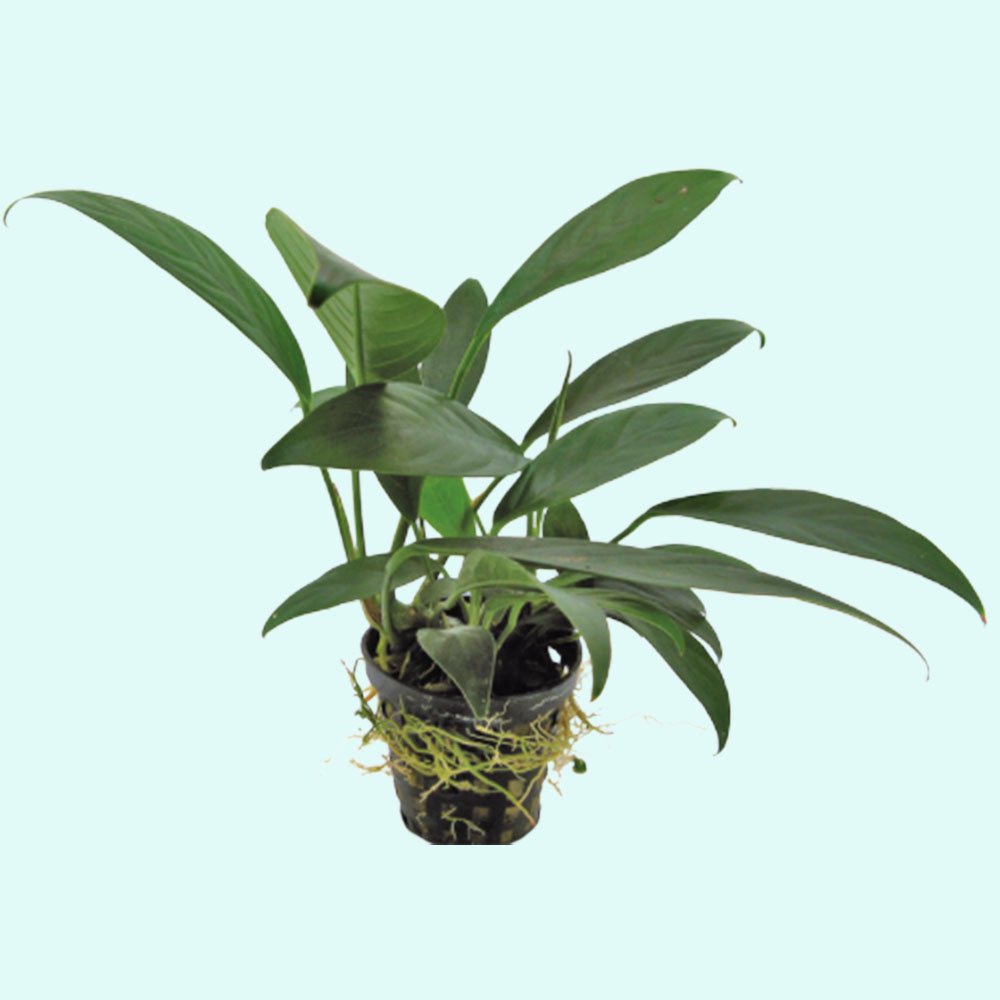 Anubias Afzelii