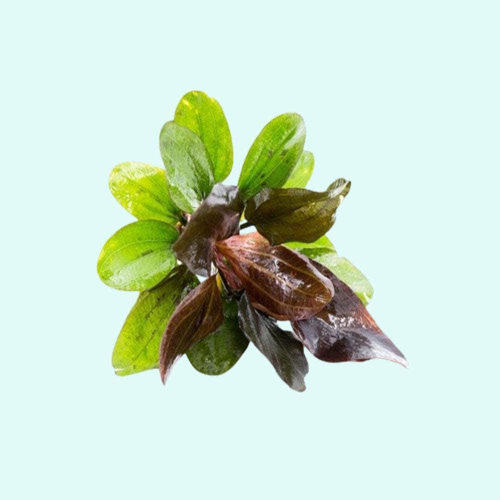 CANTON AQUATICS Live Aquarium Amazon Sword Echinodorus Red Pearl Plant - Natural Cleaning Filter for Water - Long Lasting & Easy to Maintain Aquatic Plants - Suitable for Winter & Summer - 2" Pot