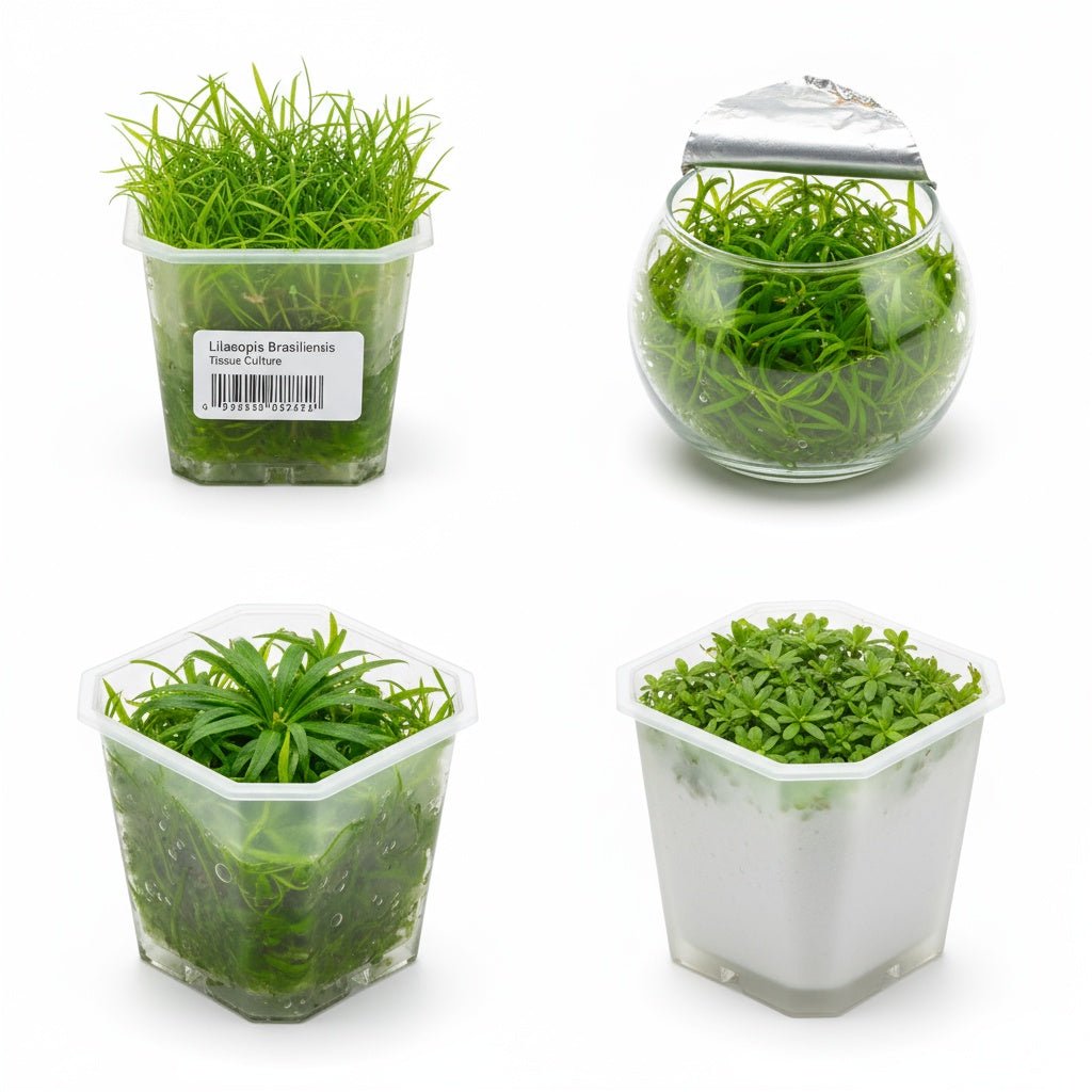CANTON AQUATICS LilaeopsiBraslilensis Tissue Culture