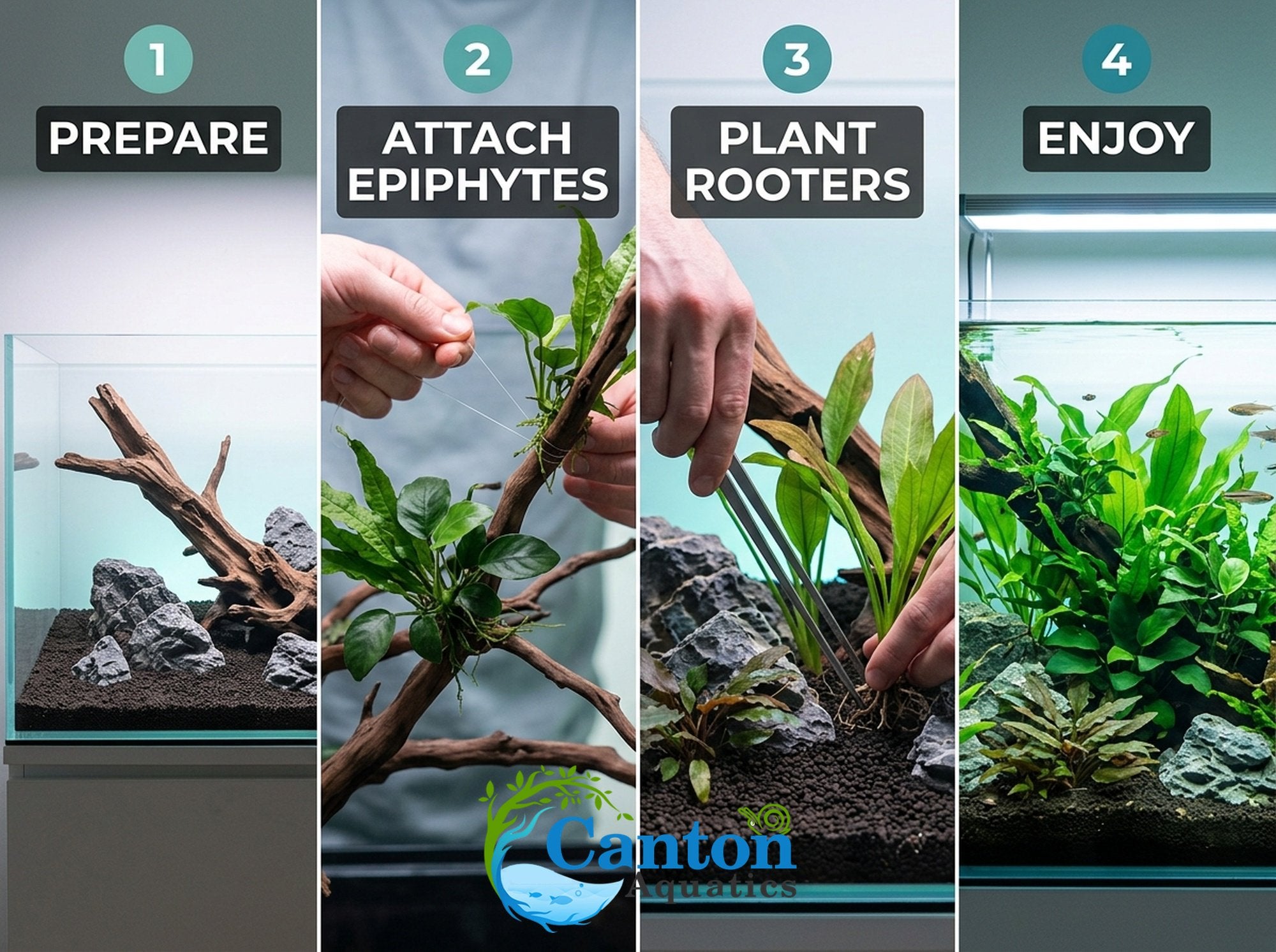 Live Aquarium Plants Essential Bundle - 4 Plants