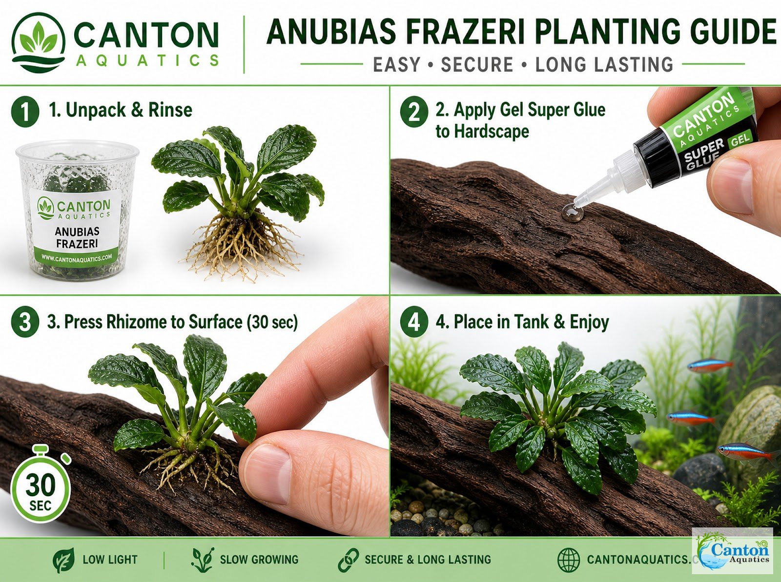 Anubias Frazeri