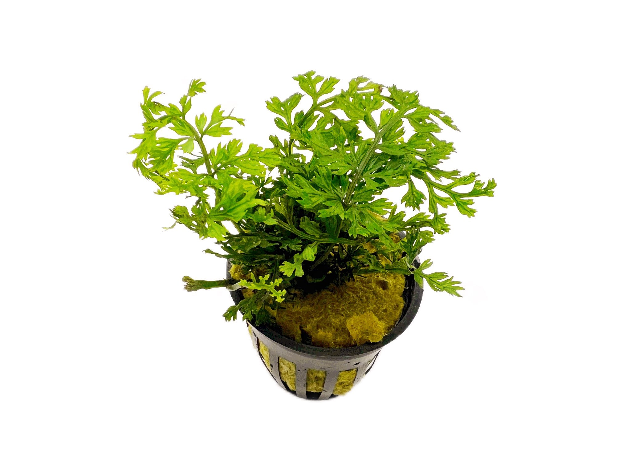 Bolbitis Heteroclita Difformis "Mini"