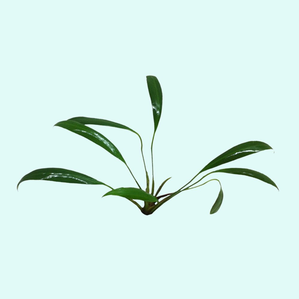 Anubias Afzelii