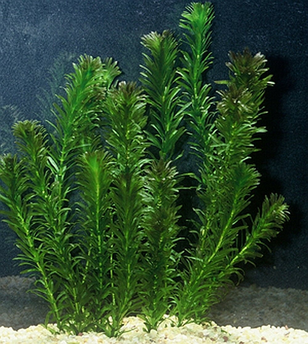 Anacharis Egeria Densa