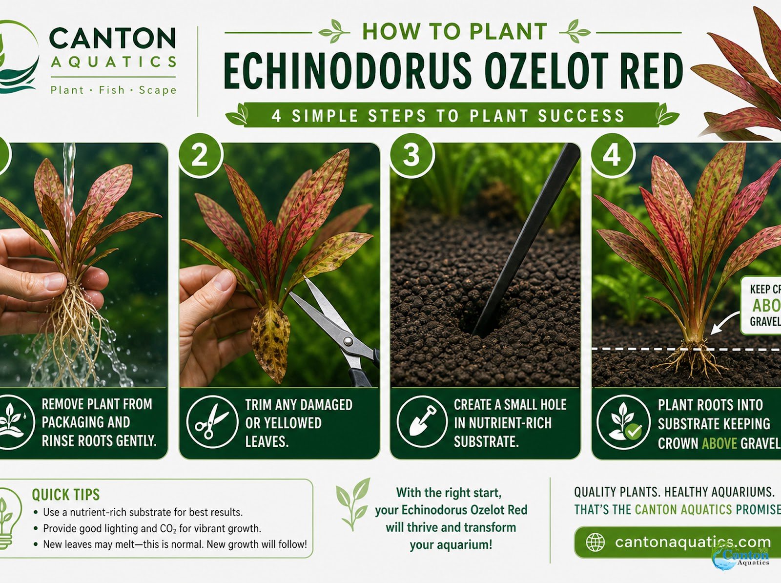 Amazon Sword Echinodorus Ozelot Red