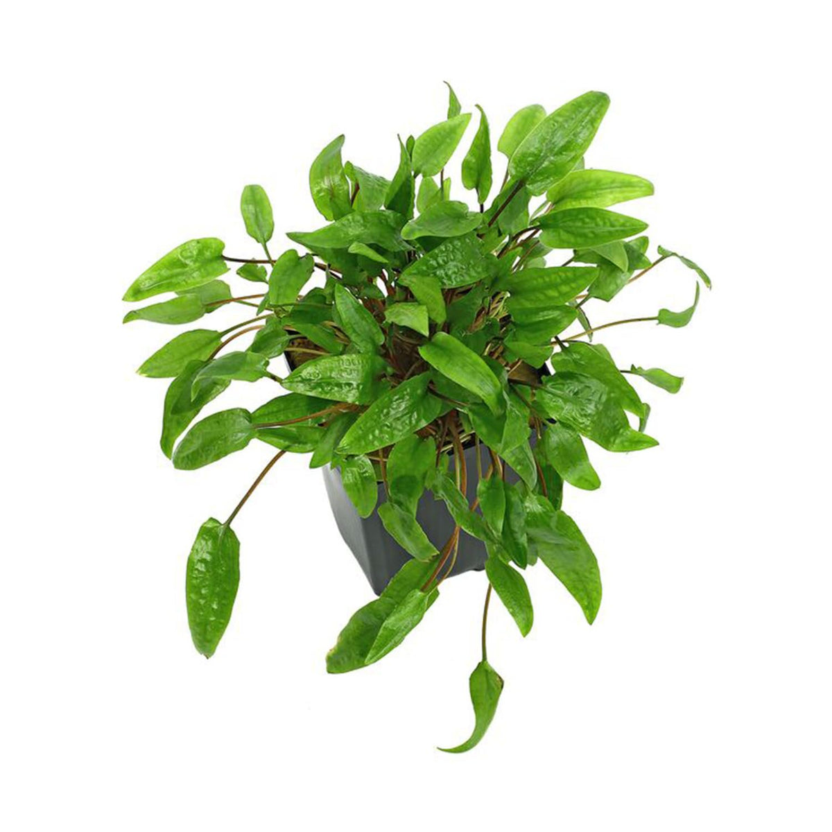 Cryptocoryne Wendtii Green