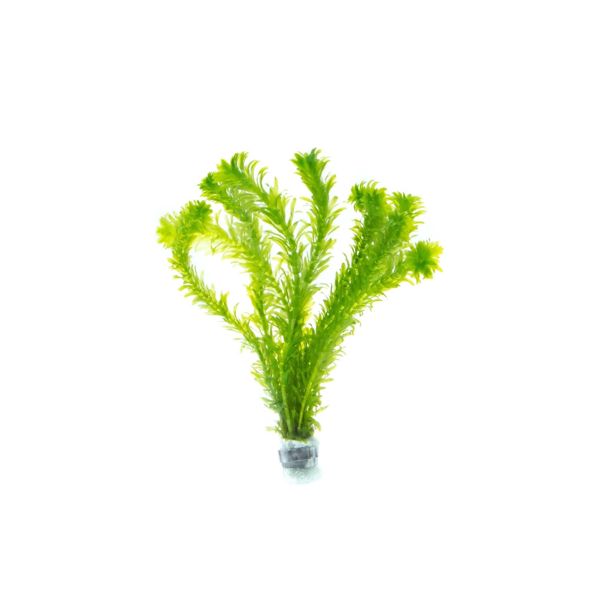 Anacharis Egeria Densa