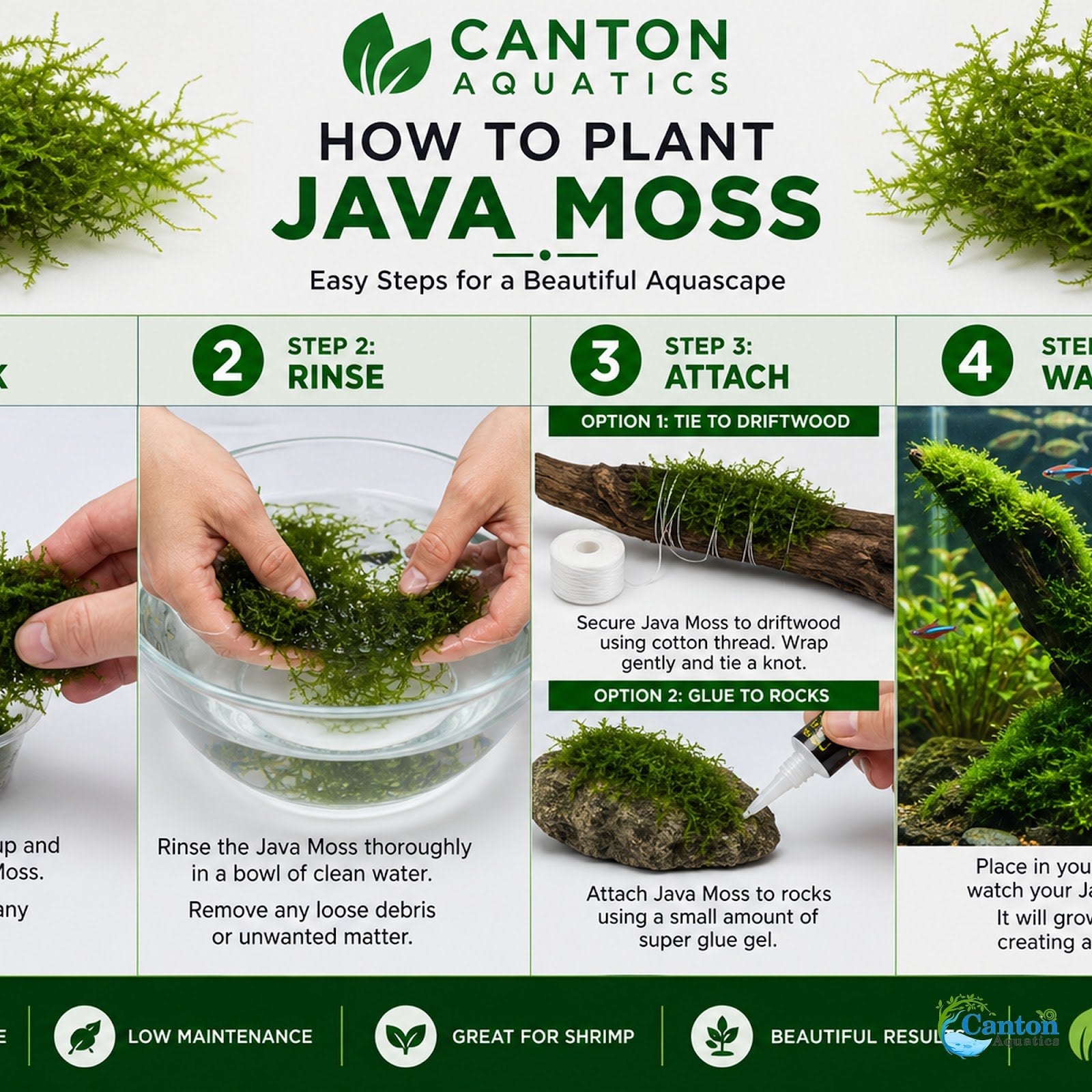 5 Java Moss Portions Taxiphyllum Barbieri