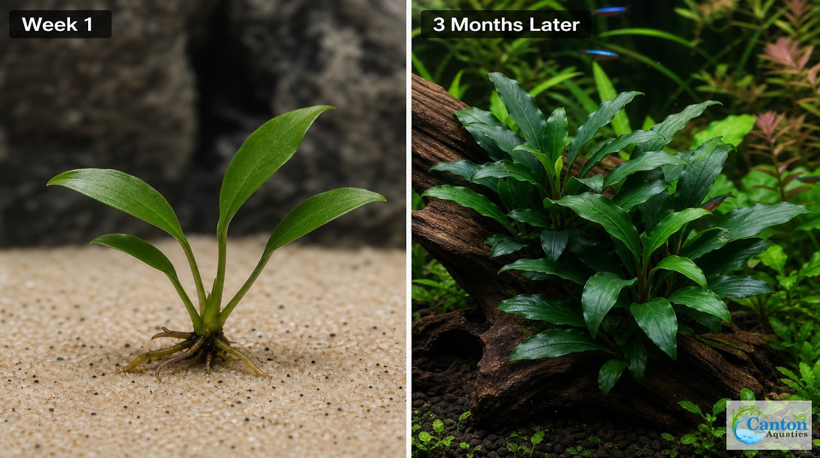 Anubias Frazeri