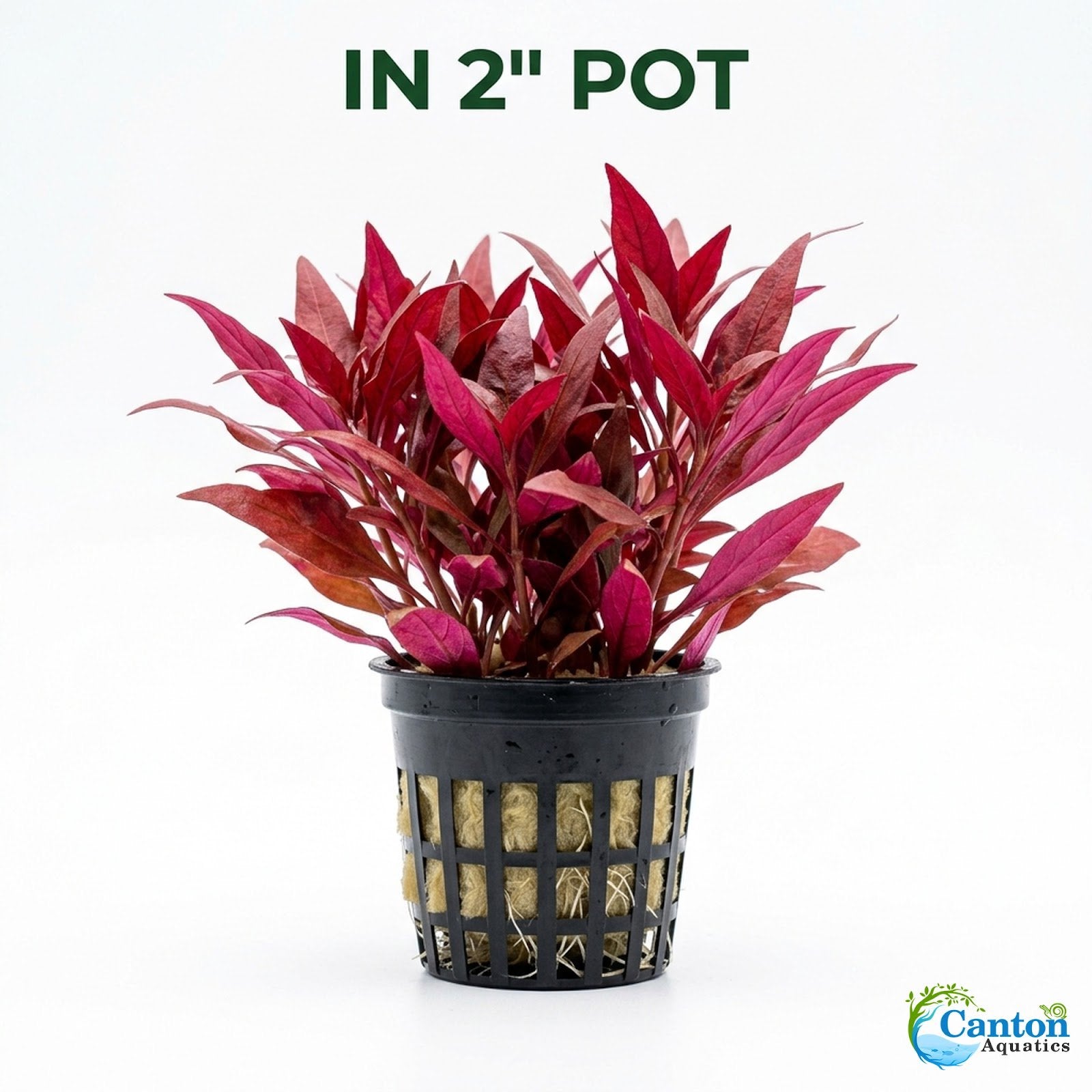 Scarlet Temple (Alternanthera Reineckii)