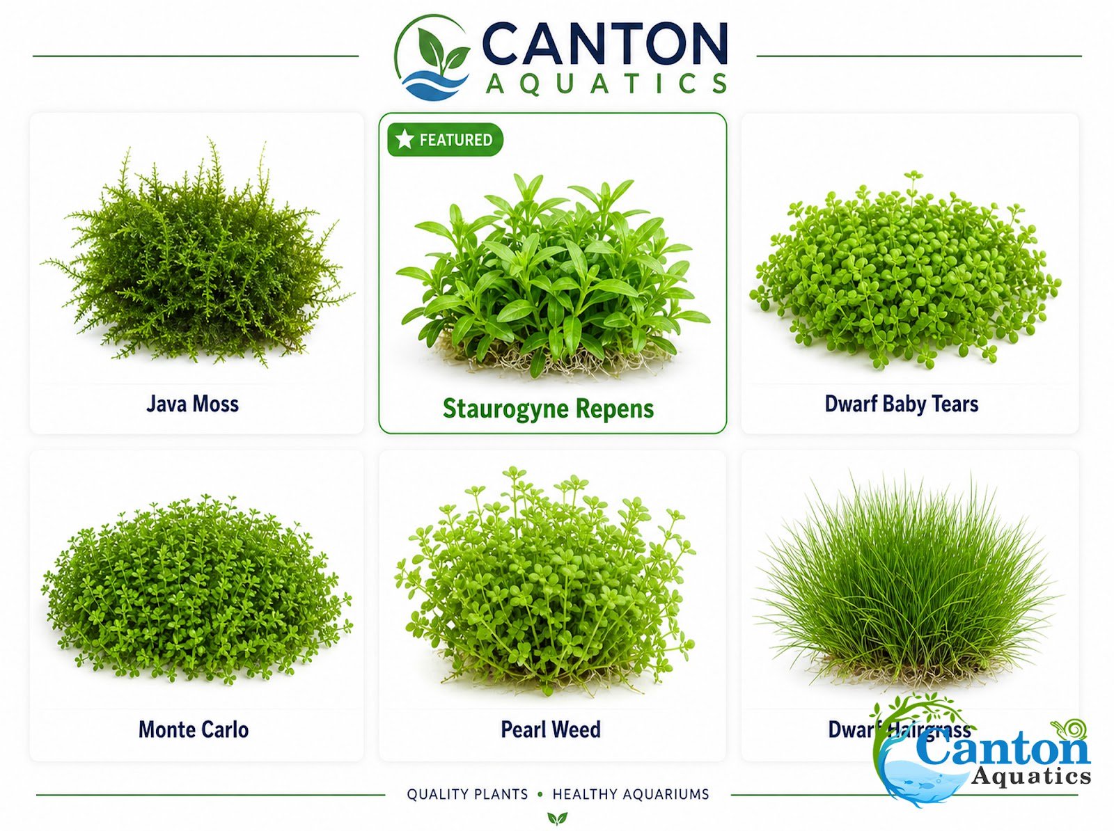 Staurogyne S Repens