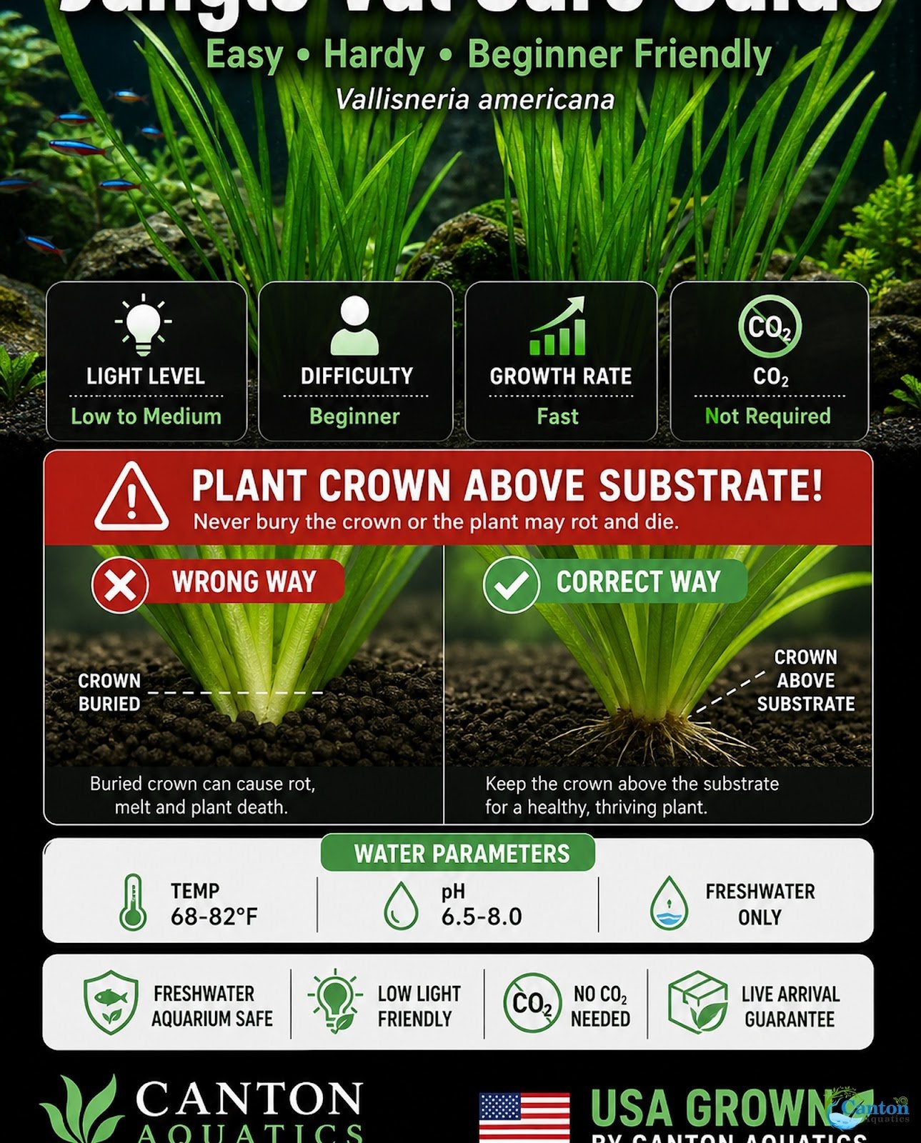 18 Lush Jungle Vallisneria Plants