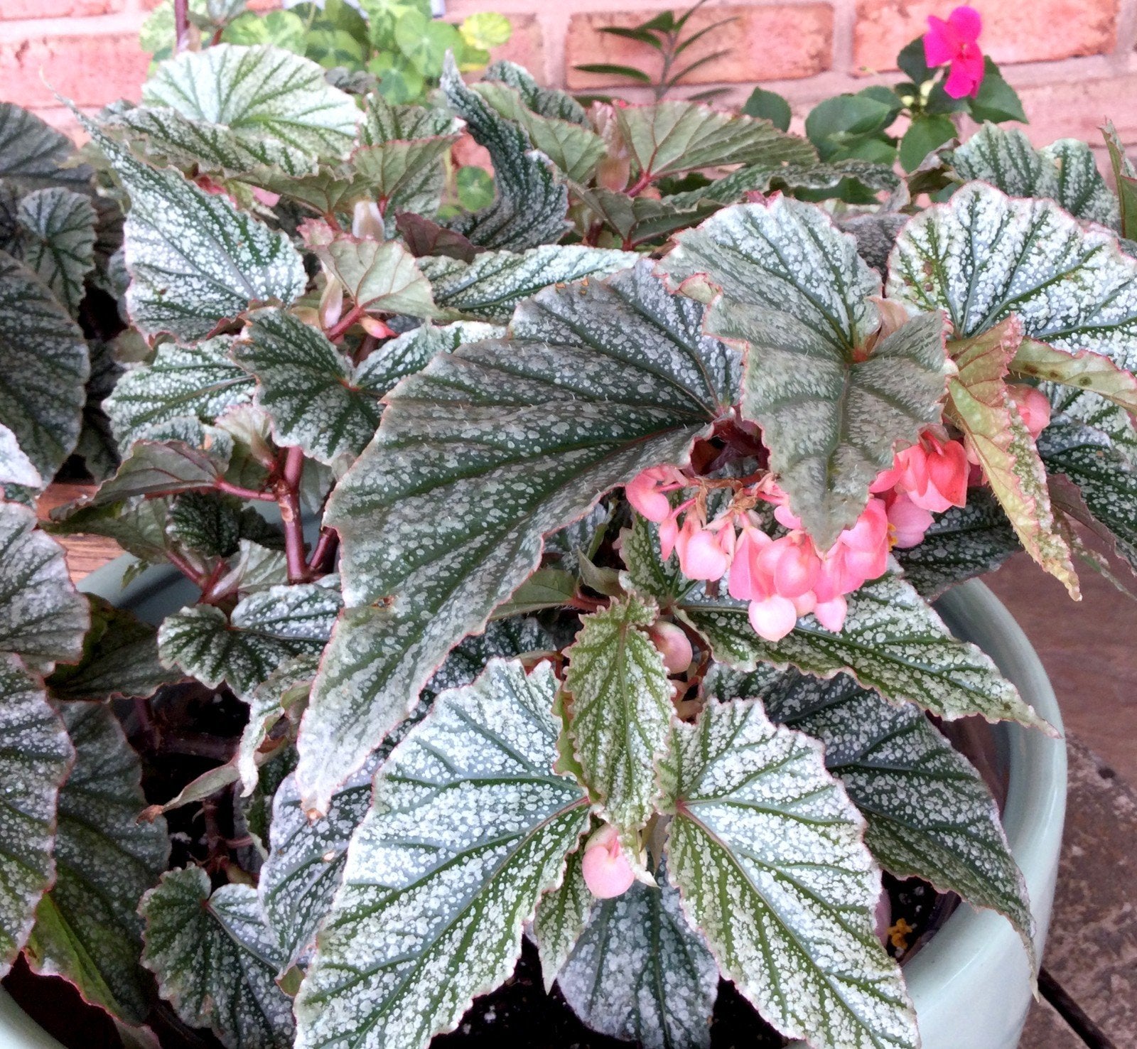 Angel Wing Begonia Frosty Rooted Starter Plant