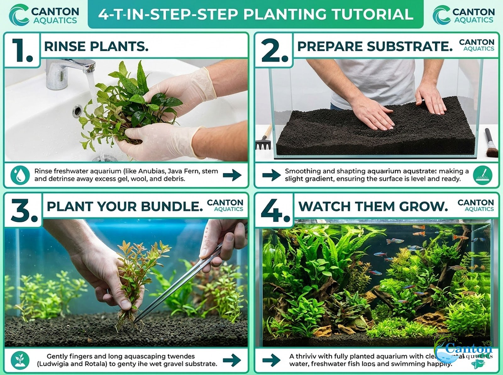 Beginner Aquatic Plants Bundle 30 Plant Pack