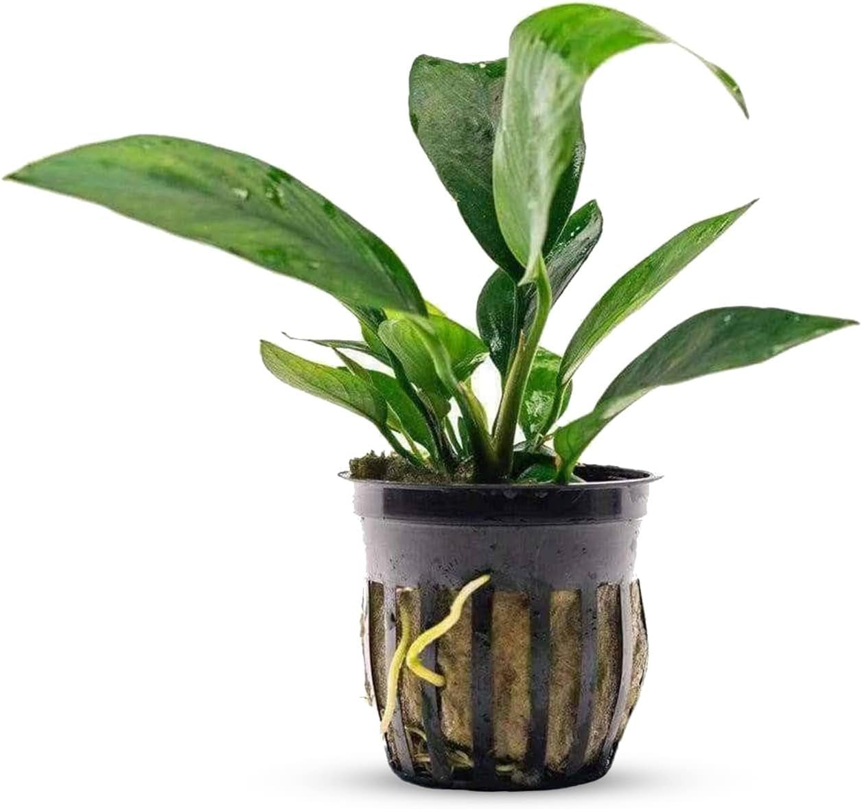 Anubias Nangi