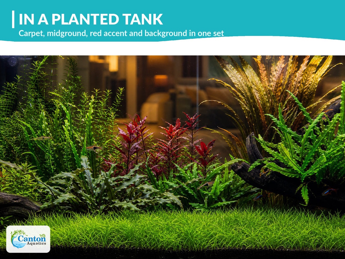 Canton Six - Live Aquarium Plant Set, 6 Species Foreground to Background, Beginner Freshwater Plants