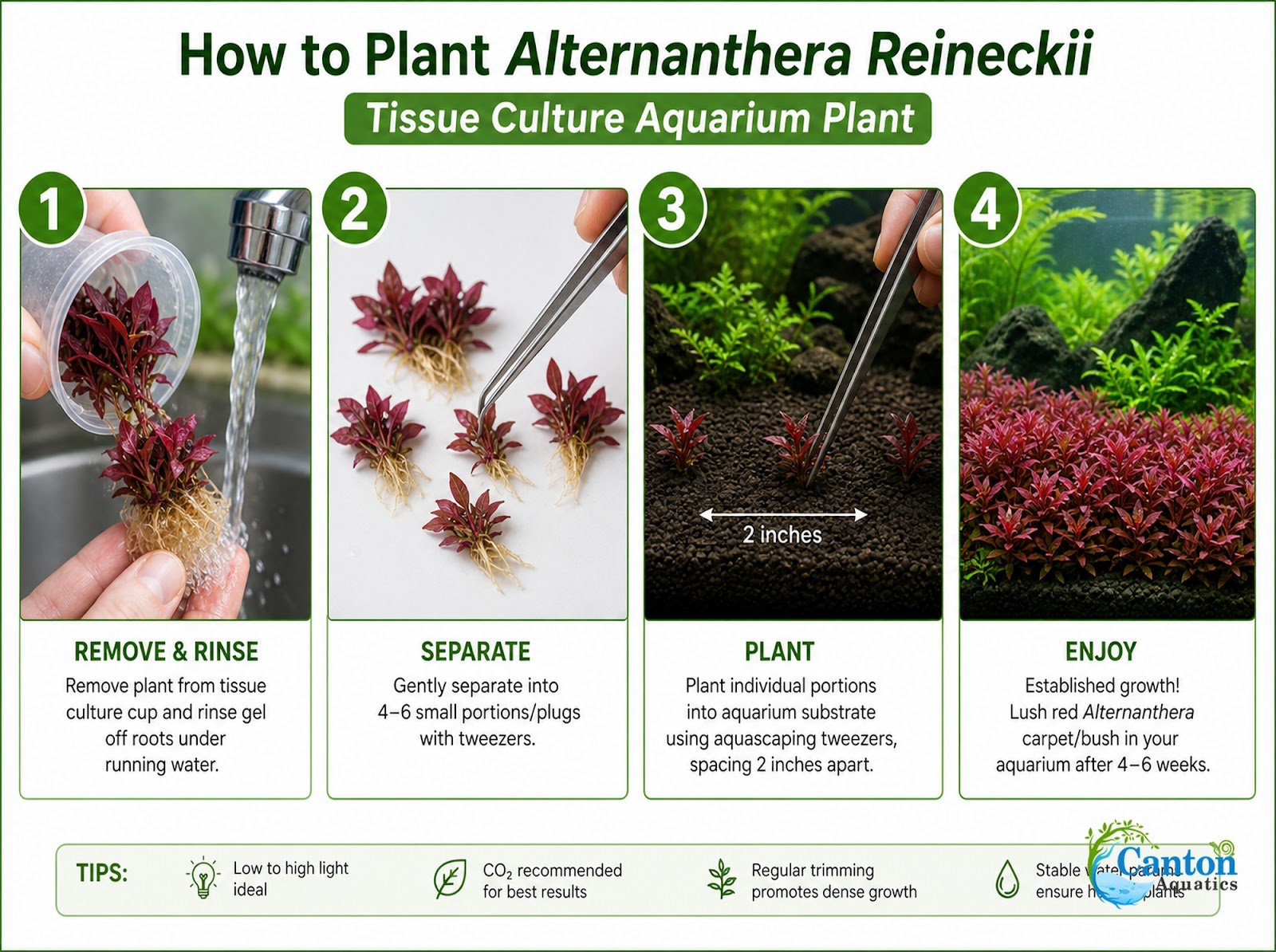 Alternanthera Reineckii Tissue Culture