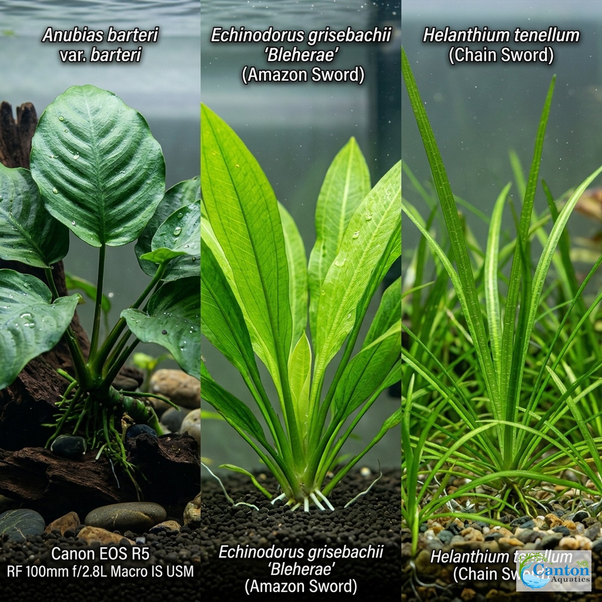 Aquarium Plant Bundle: Anubias, Amazon & Chain Sword