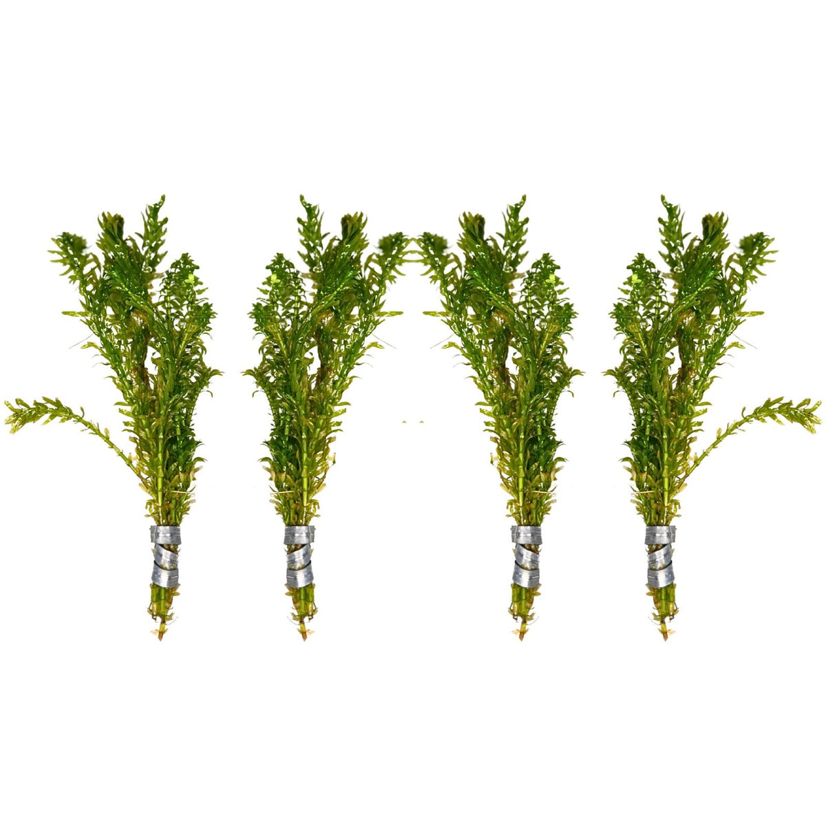 Anacharis and Hornwort Bundle Live Aquarium Plants