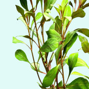 Ludwigia Repens Super Red Mini