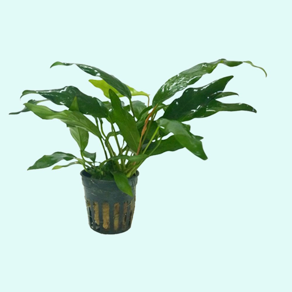 Anubias Minima Bare Root