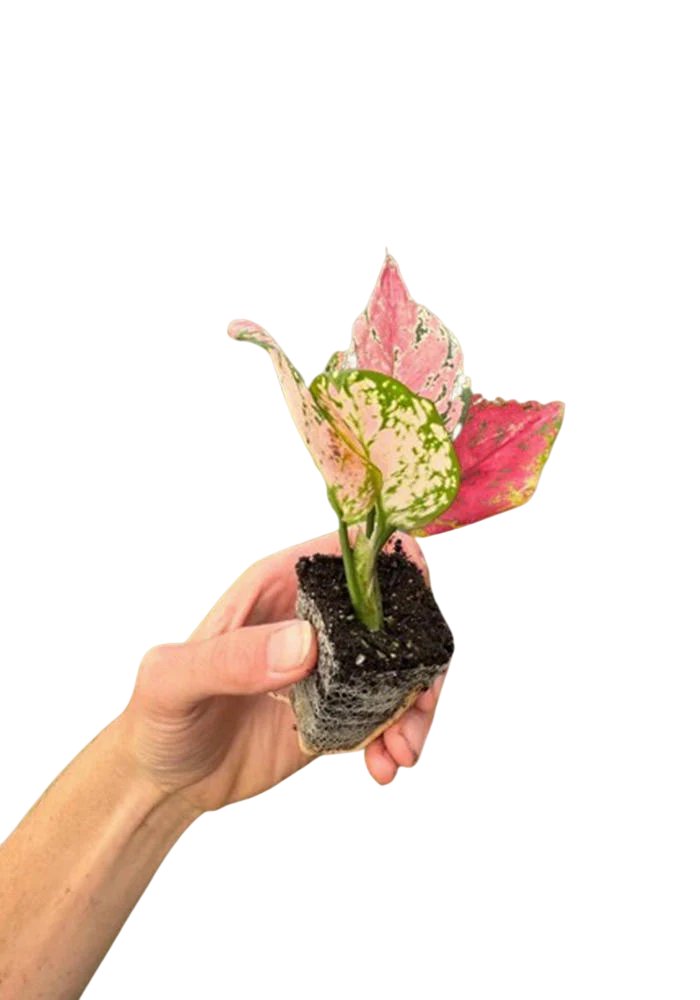 Aglaonema Queen Red Valentine Rooted Starter Plant