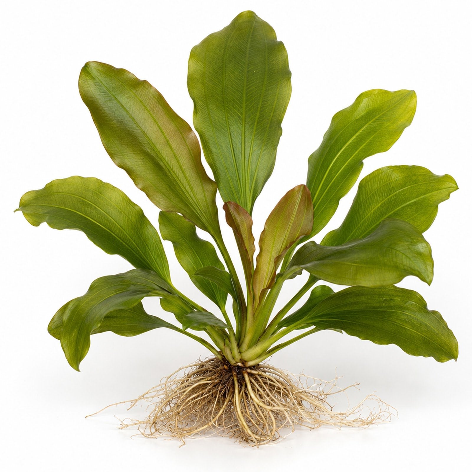 Amazon Melon Sword (Echinodorus Osiris)