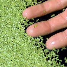 Duckweed (Lemma Minor)