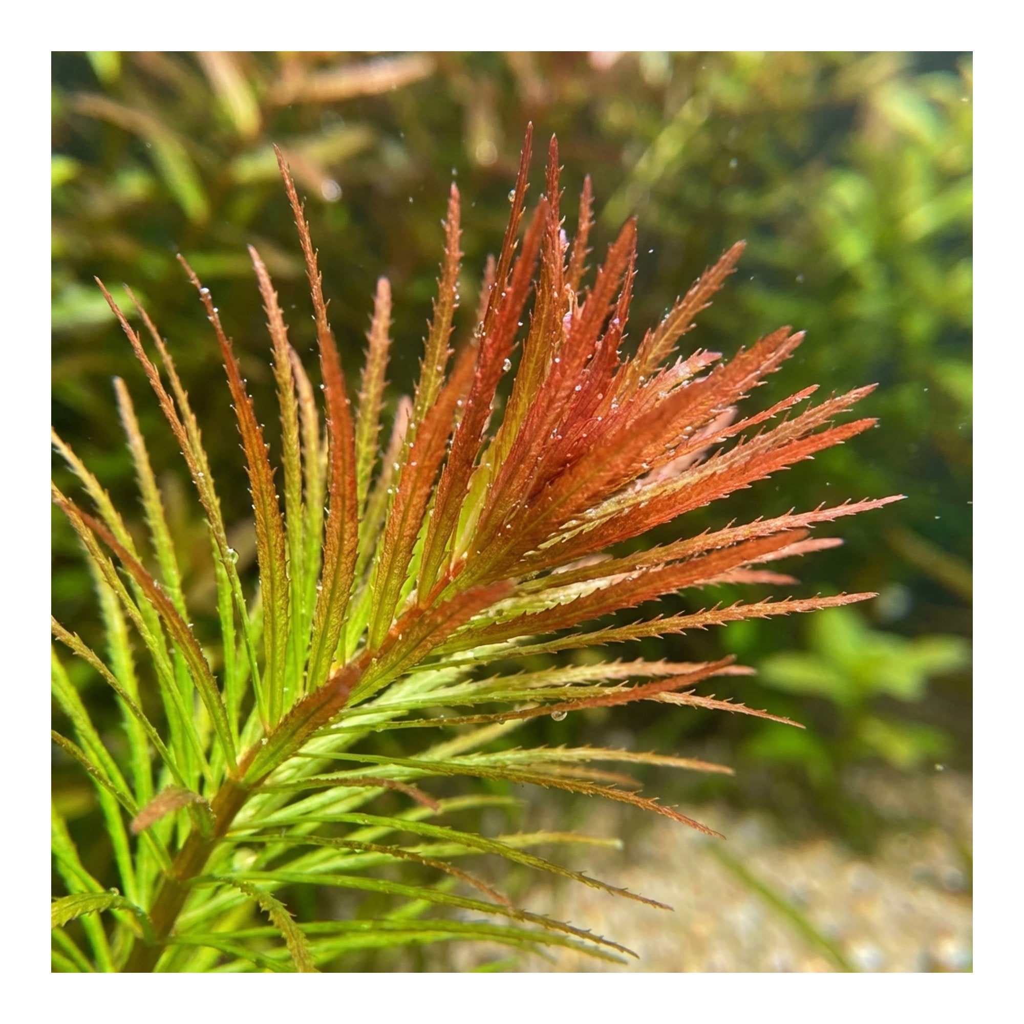 Needle Leaf Ludwigia Arcuata