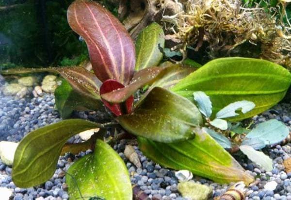 CANTON AQUATICS Live Aquarium Amazon Sword Echinodorus Red Pearl Plant - Natural Cleaning Filter for Water - Long Lasting & Easy to Maintain Aquatic Plants - Suitable for Winter & Summer - 2" Pot