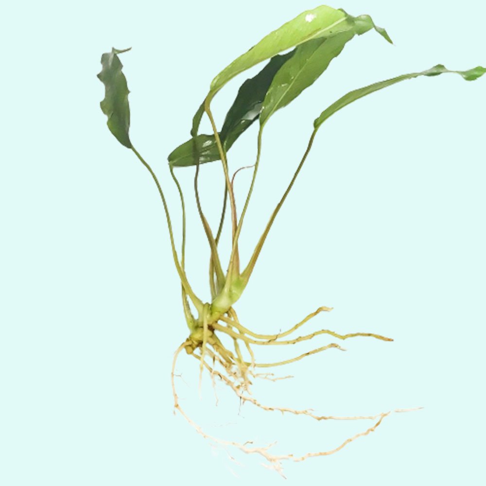Anubias Minima Bare Root