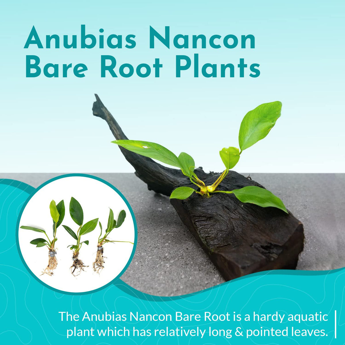 Anubias Nancon