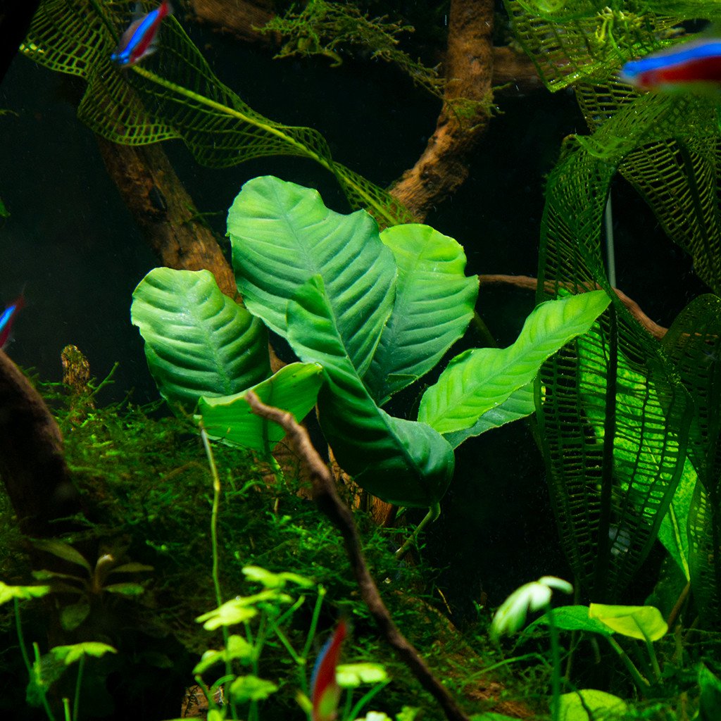 Anubias Barteri (Coffeefolia)