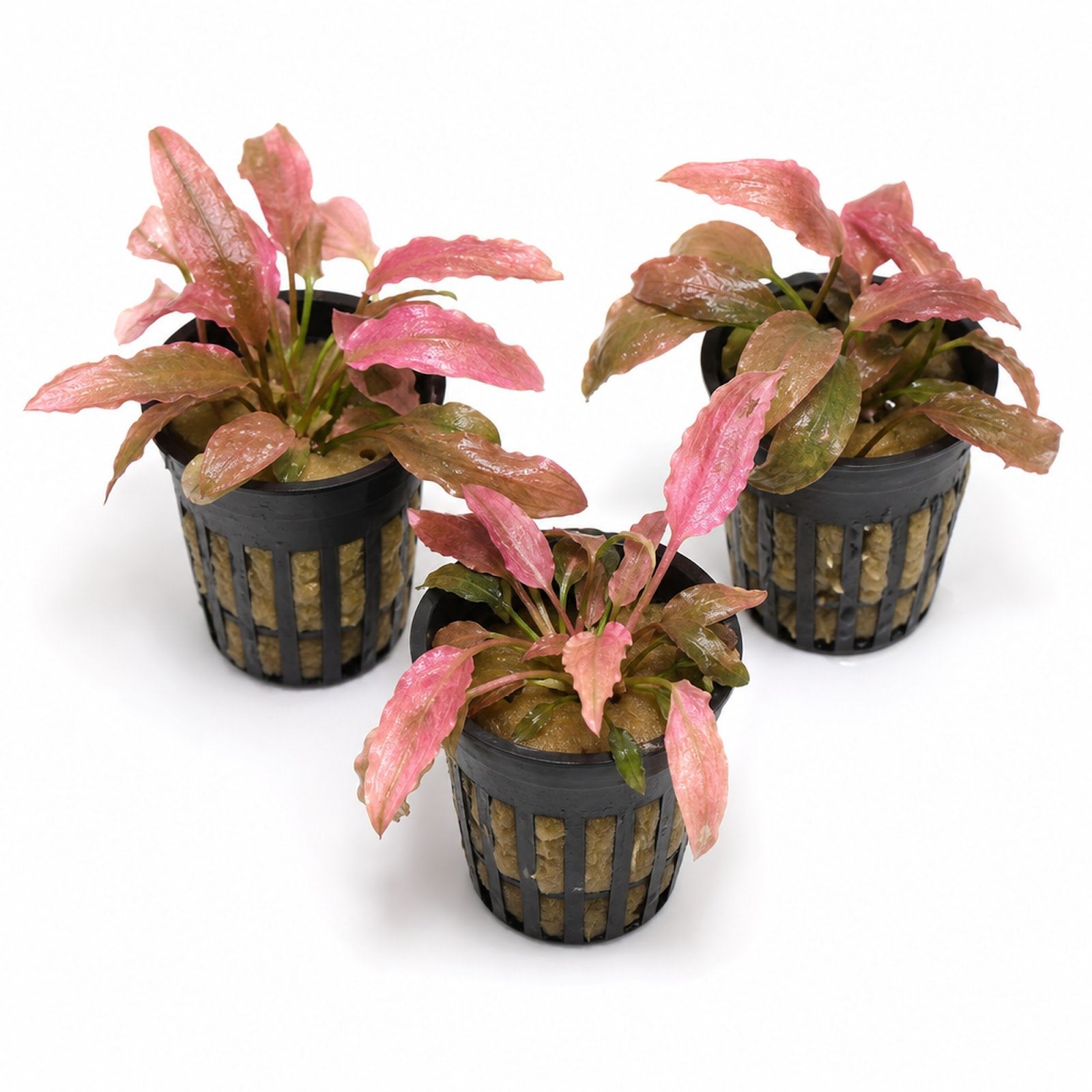 Cryptocoryne Crypt Flamingo