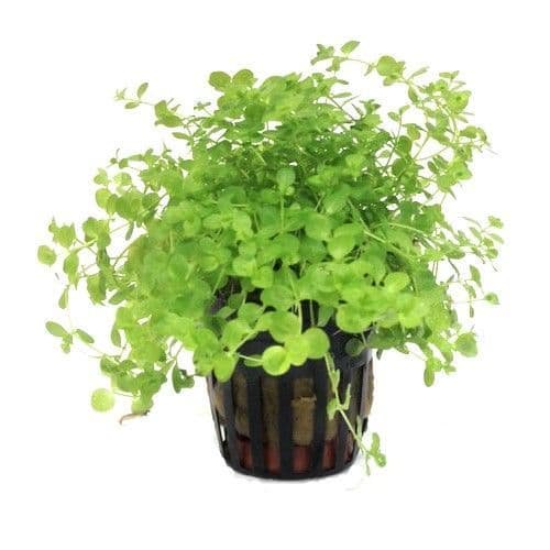 Dwarf Baby Tears Micranthemum Umbrosom