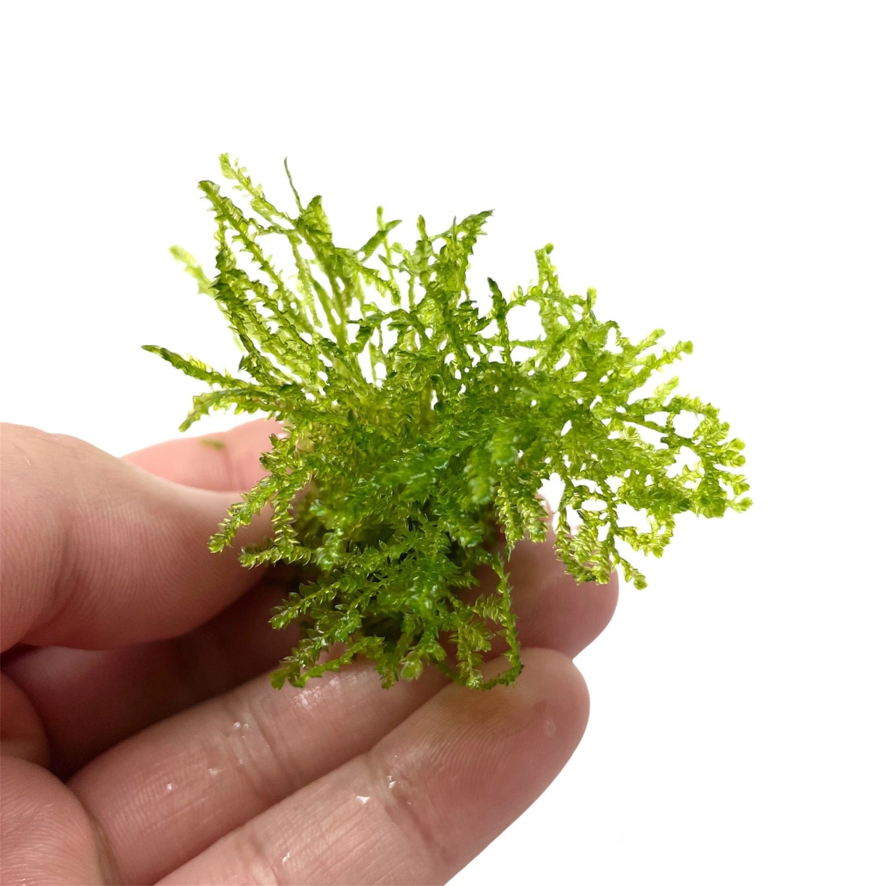 Weeping Moss Vesicularia Ferriei