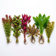Bright Color Aquarium Plant Bundle – 6 Stunning Live Plants