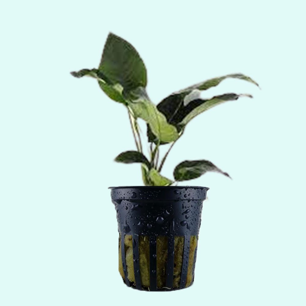 Anubias Barteri