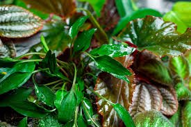 Cryptocoryne Crypt (Undulata)