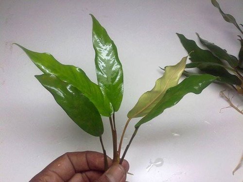 Anubias Minima Bare Root